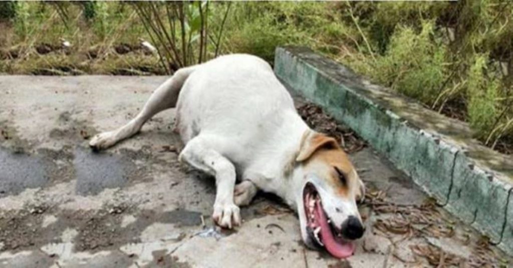 They Saving The Pregnant Dog That Was Resting In The Middle Of The Street Left To Suffer