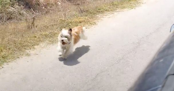 They Were Driving In The Middle Of Nowhere When A Dog Ferreted Out The Car