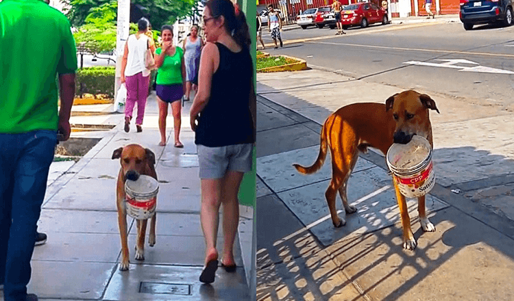 Thirsty Stray Dog Grabs And Empty Bucket And Begs For People For Water