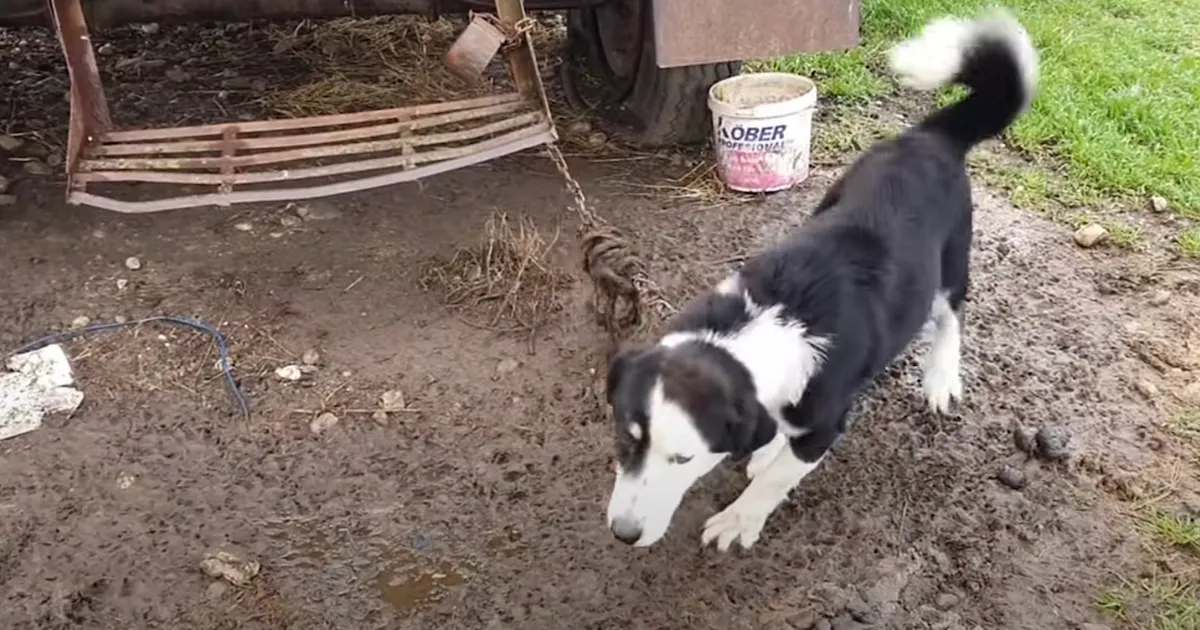 This Dog Was Not Good At Herding, So His Owner Chained Him Here