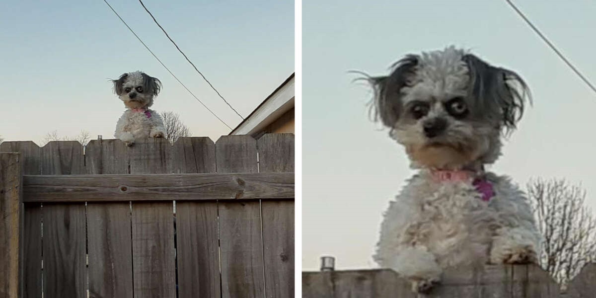 This Little Dog Looking Over A Fence Is Making People Uncomfortable