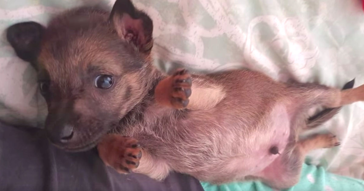 Tiny Young Puppy Spotted In Intimidation Circumstance With Children Throwing Rocks At Him