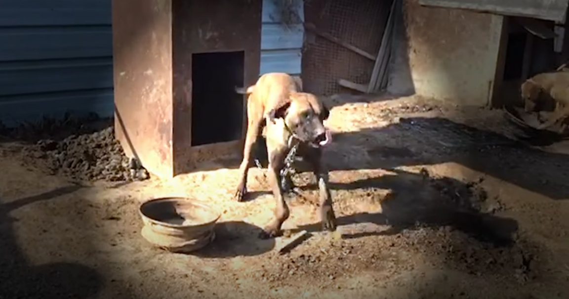 Tobi Danced On The End Of His Short Chain As They Arrived To Rescue 195 Dogs