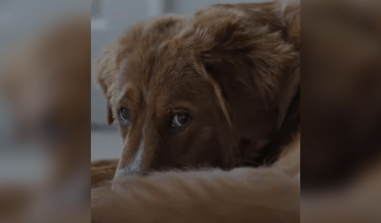 Too Exhausted To Look After Her Dog, Owner Leaves Him At A Clinic And Asks Vets To Put The Pooch To Sleep