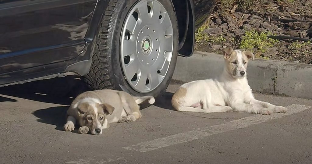 Two Puppies Were Abandoned In A Parking Lot And Left To Wonder