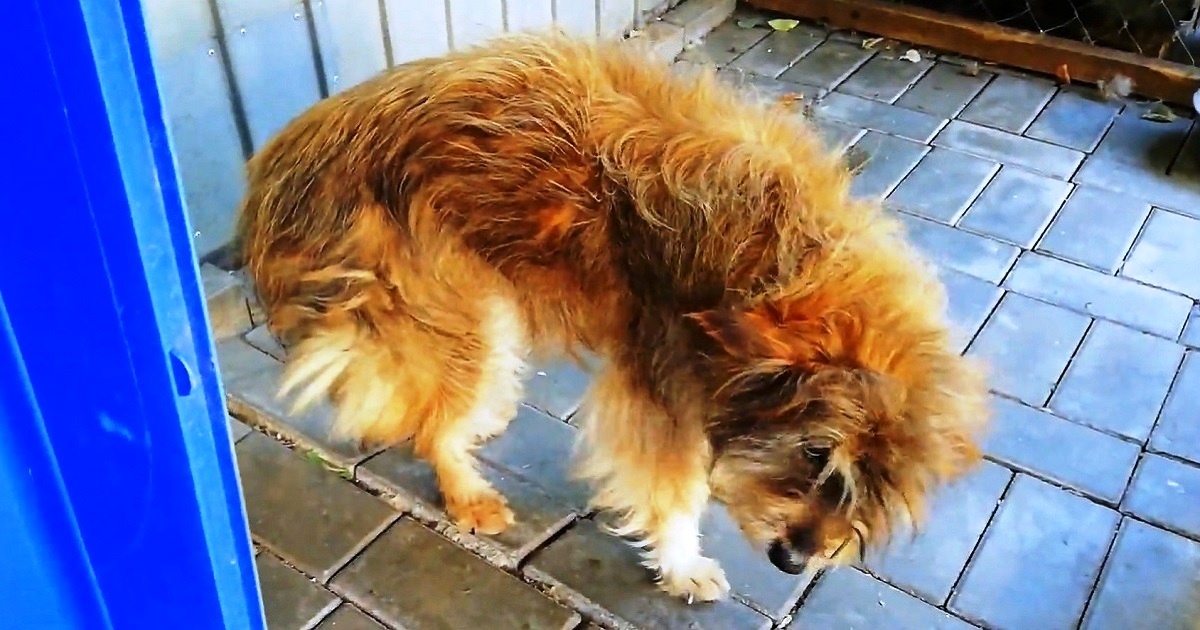 Ugly Unwanted Dog Melts In Tears As He Gets Pampered For First Time In His Life