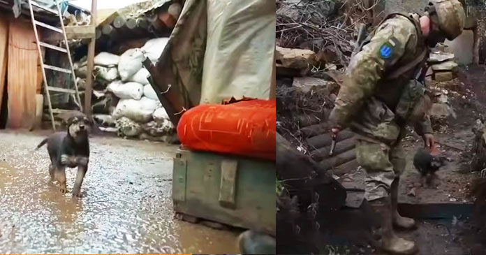 Ukrainian soldiers adopt a stray Pup in the freezing cold amidst a war with Russia