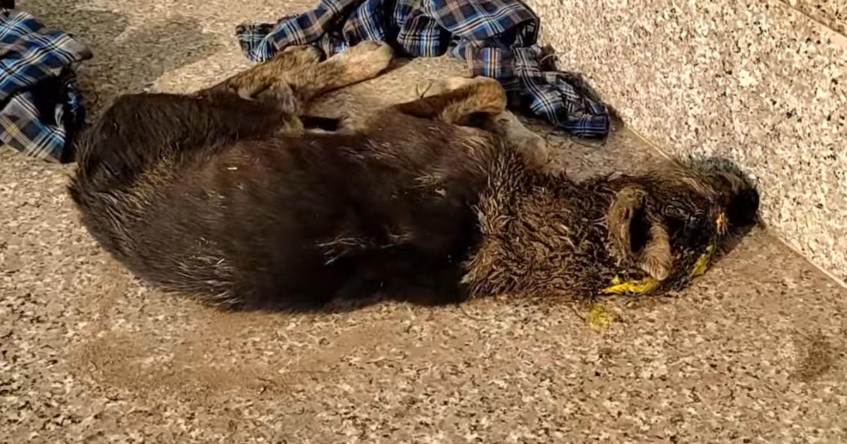 Unconscious Pup Wakes Up The Following Day Surrounded By Hope