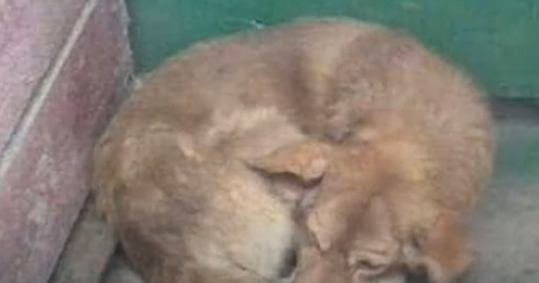 Unfortunate Dog Wouldn't Leave The Gravestone Of His Deceased Owner No Matter What