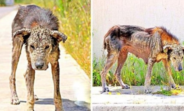 Unloved Dog's Body Transforms Hard Like Rock, She Loses All Flexibility and Waits To Die