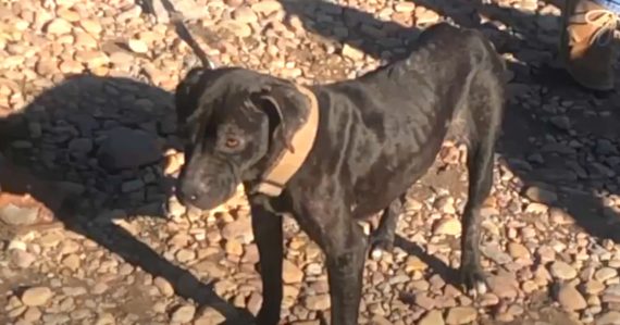 Unwanted Dog Handed Out To Local Children Who Could Not Look After Her