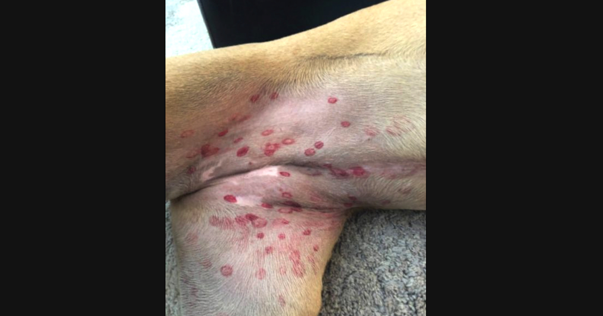 Veterinarian Addresses Concerns Over Canines Breaking Out In Red Spots