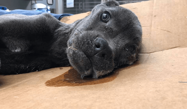 Victimized Puppy Left On Interstate Gets A Sign To Remind Him He's Worth It