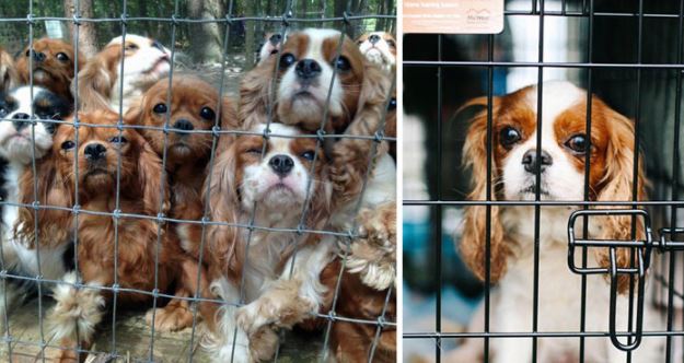 Volunteers carried out a rescue procedure in a breeding ranch and saved 108 abused dogs