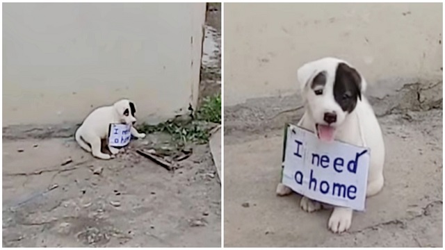 Vulnerable Puppy Alone On Vacant Street And Dragged A Sign Around His Little Neck