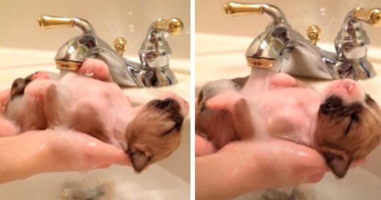 Watch 10 day old puppy saved from trash enjoying a warm bath in sink