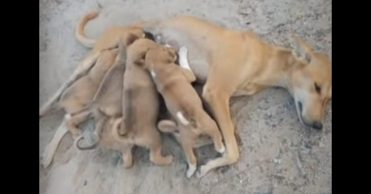 Weak And Helpless Asks For Help As She tries To Feed Her 6 Puppies