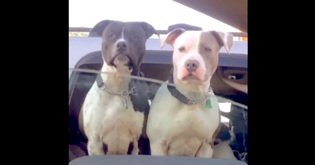 Woman Rolls Down Window To Say Hi To Pet Dogs At Traffic Quit, Another Friend Pops Up