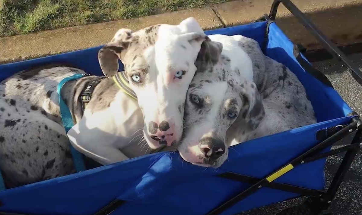 Woman's Adopted Pup Ends up being Different, So She Goes And Gets Another One