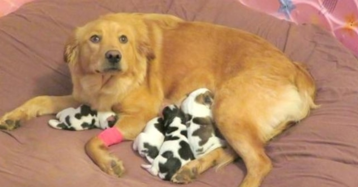 Workers Locate Dumped Golden Retriever, As She Gives Birth To Cow Babies