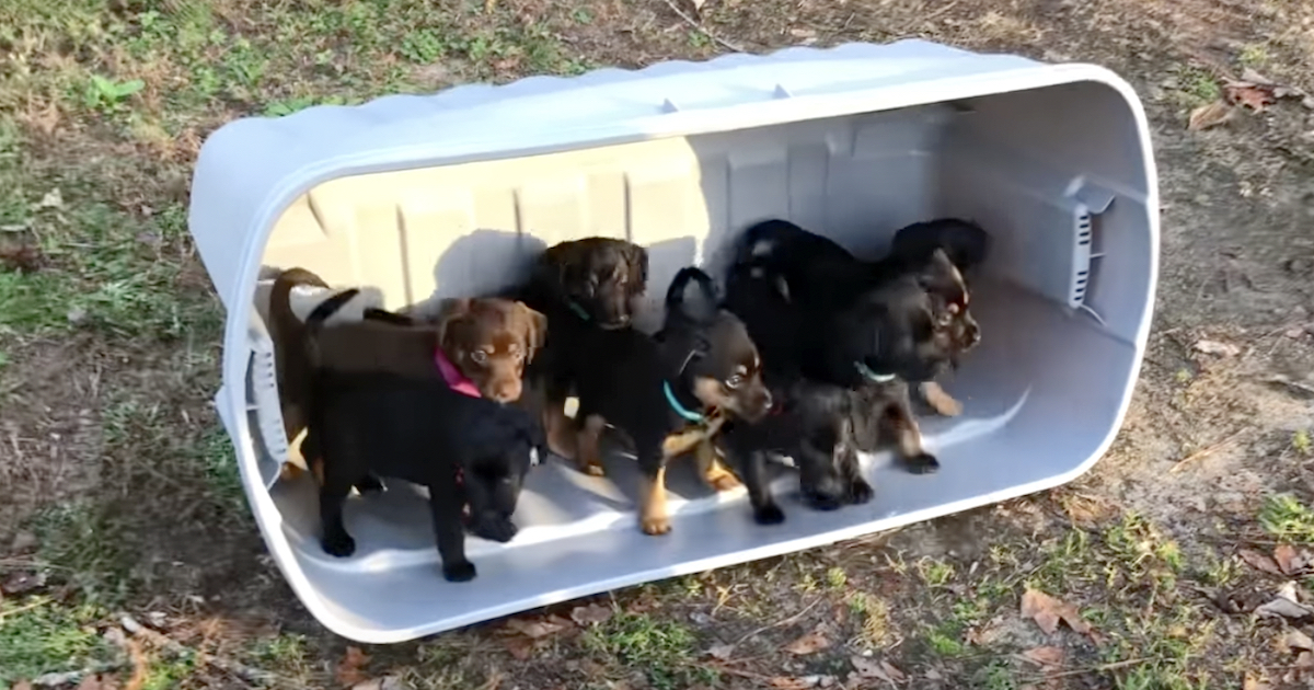 Young Puppies Step Out Onto The Grass For The Extremely First Time