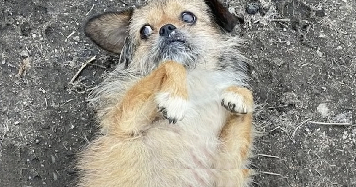 Young Puppy Found Lying In The Middle Of The Street Wanting Help