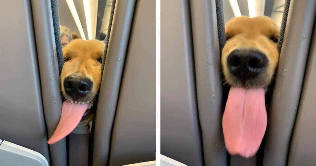 Young Puppy Gets Bored On The Plane And Decides To Entertain The Passengers