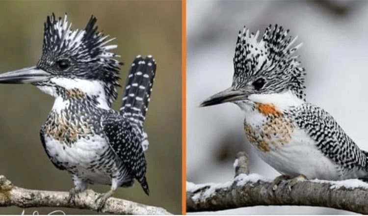 Meet The Crested Kingfisher - 10+ Pictures of The Bird Wearing A Shaggy Silver Mohawk