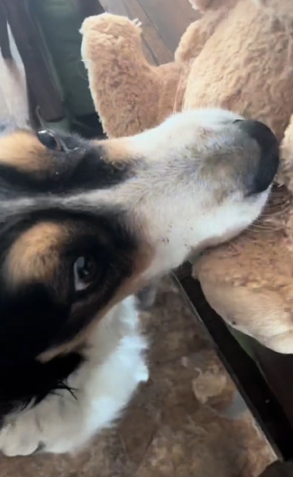 bernese dog at home