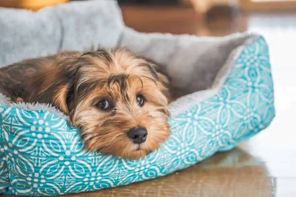 Dog in the dog bed