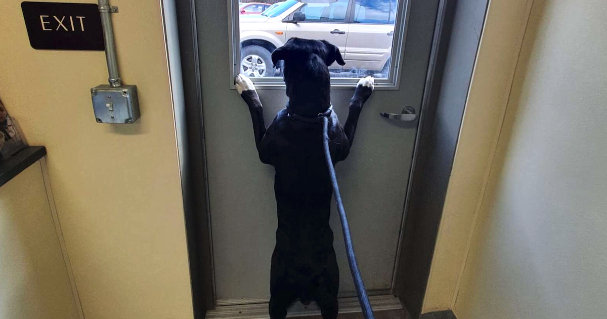 dog Dropped Off At Shelter Looks Out The Window For Someone To Conserve Her