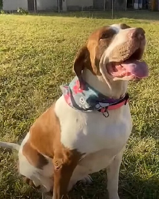 dog sitting on grass