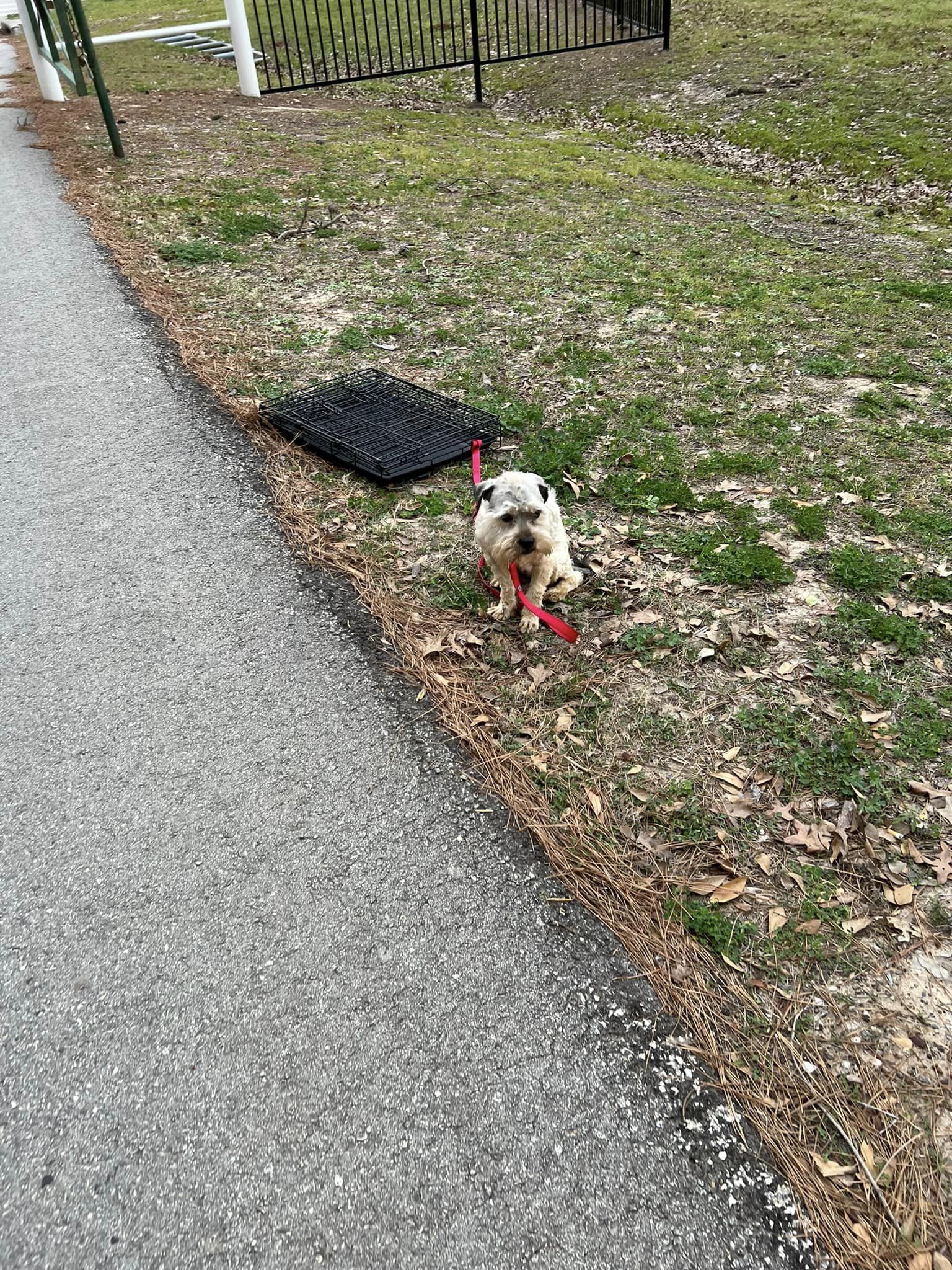 dog tied to a crate