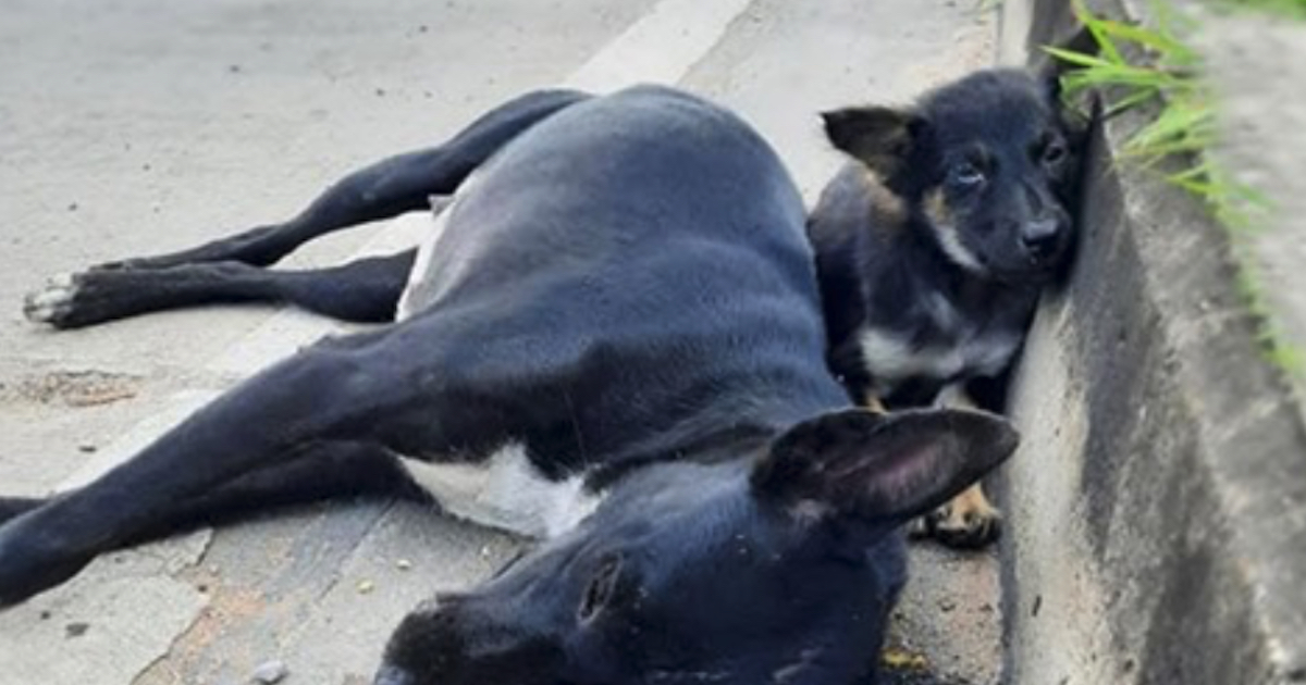 little puppy sat waiting by his mama on the side of the roadway