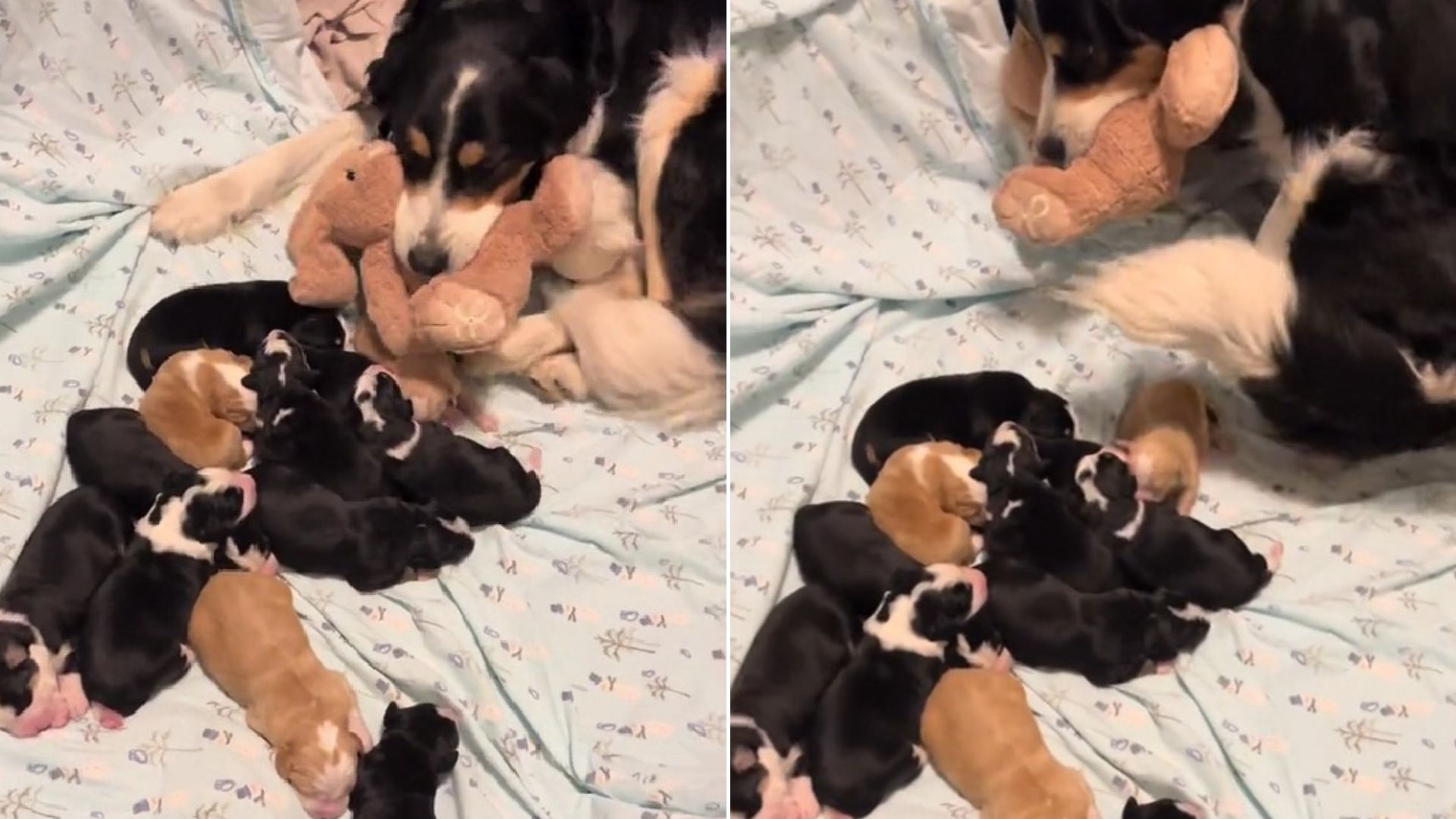 mama dog with puppies