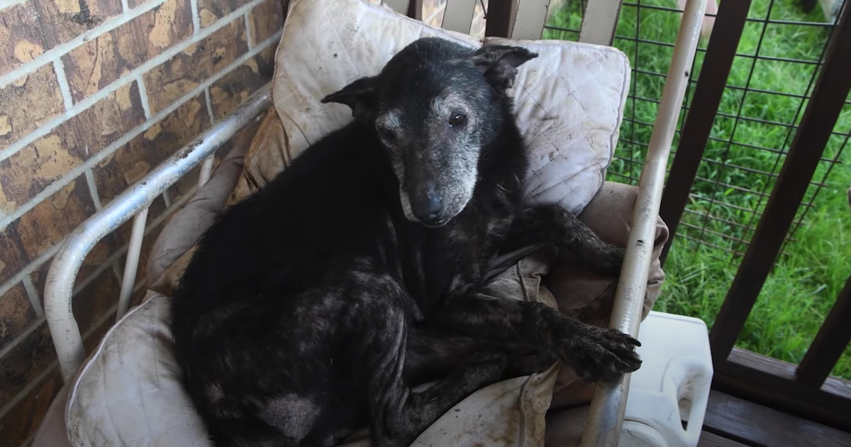 on the front porch in a chair was a senior dog and the flies were swarming