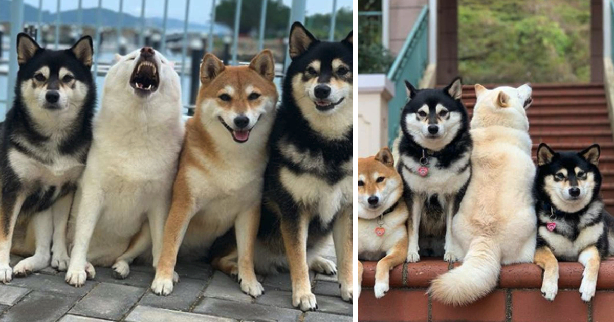 one rebel dog constantly screws up their household picture sessions