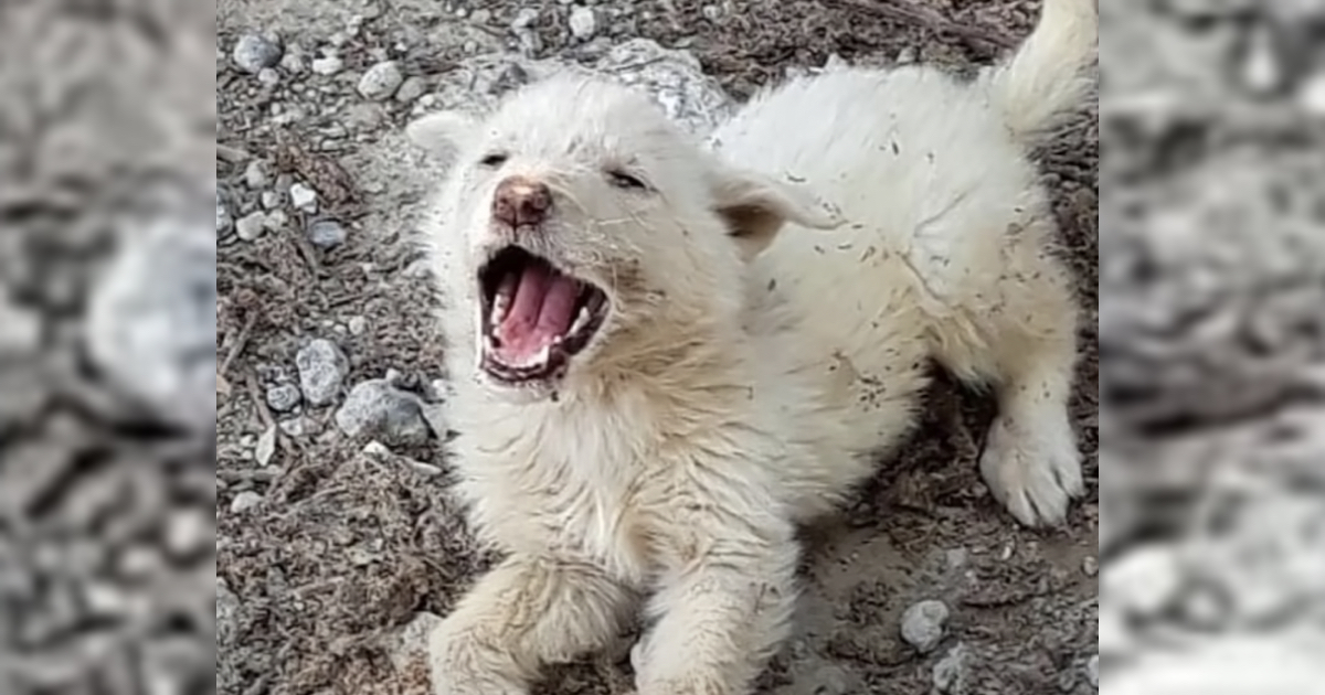 He Could not Deal With Another Car Leaving Him Behind, So The Pup Cried Out