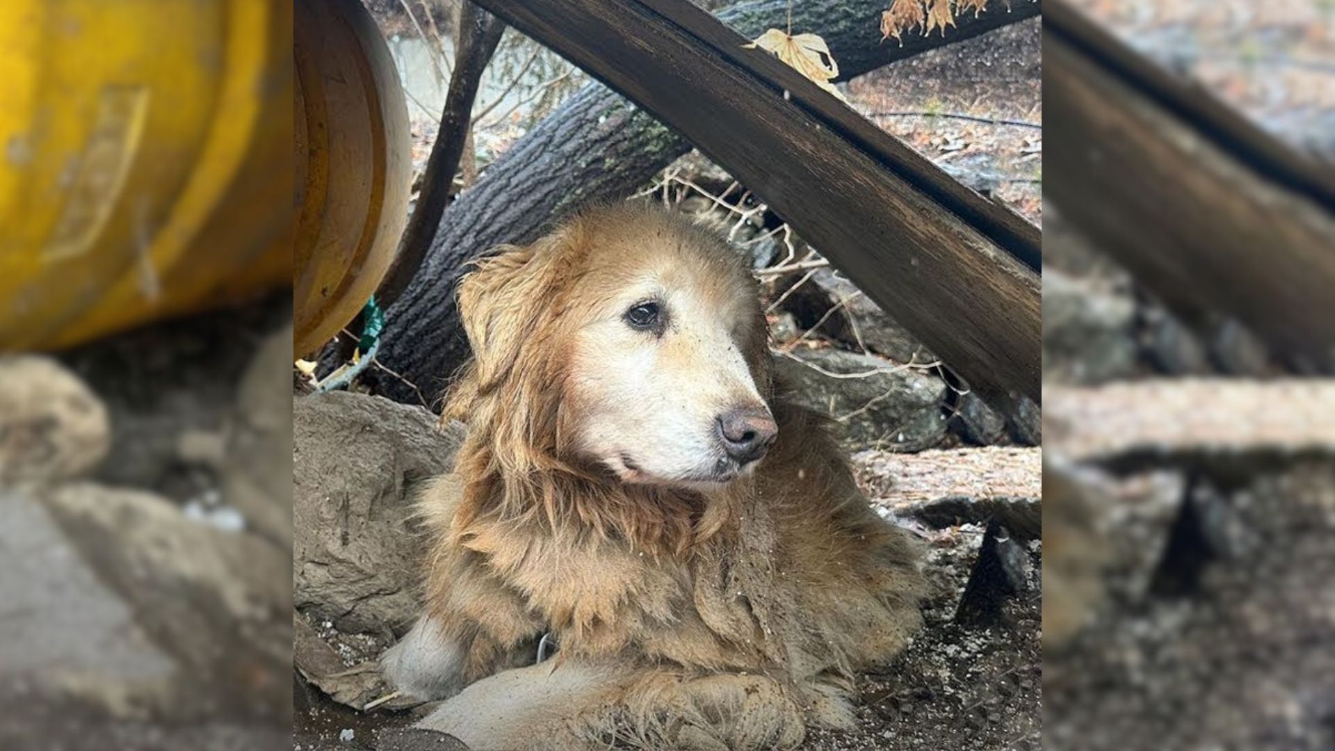 Pup Who Spent 10 Whole Years Leashed Near A Cliff Tears Up When He Finally Sees Kind Hoomans