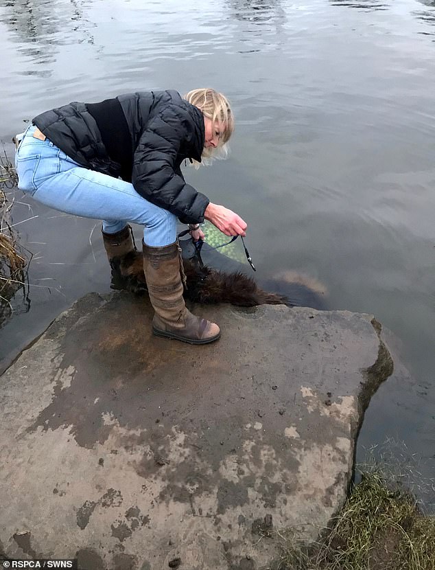 Heroic passerby Jane Harper, pictured, managed to pull Bella out of the water at the time of the incident