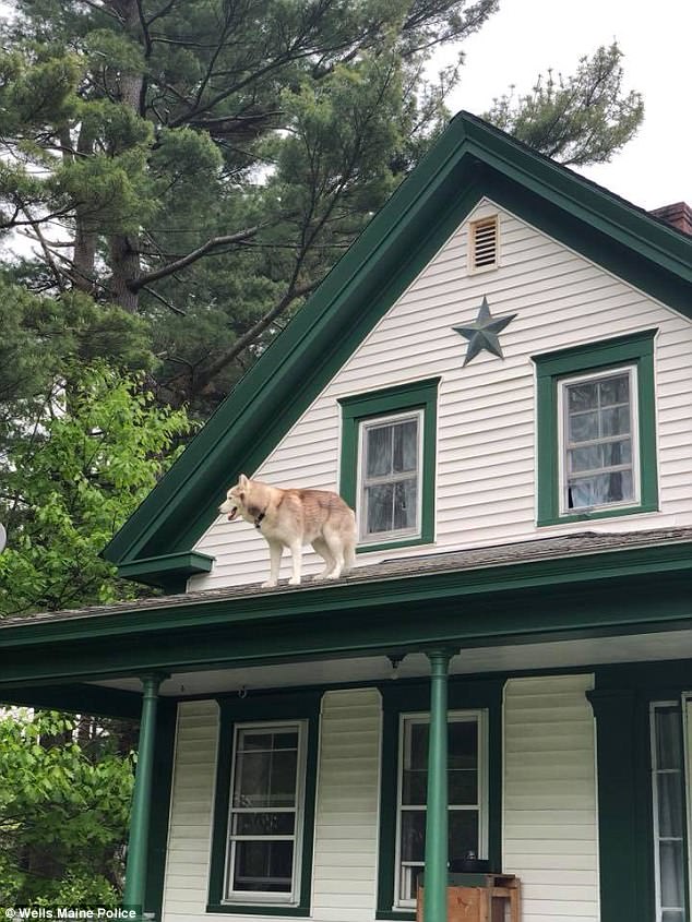 They arrived and found the pet that was out on the second story of the home