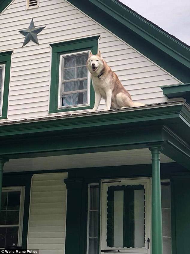 The Wells Maine police department received several calls from concerned local resident to report a curious dog, which appears to be a husky-cross, was stuck on the roof of its home