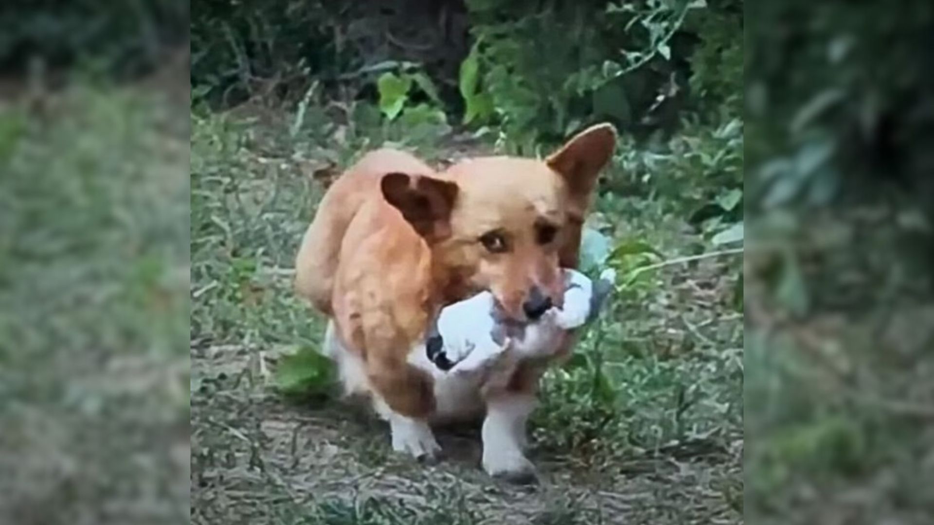 Desperate Dog Carries Her Pup In Mouth, While Begging People To Help Them