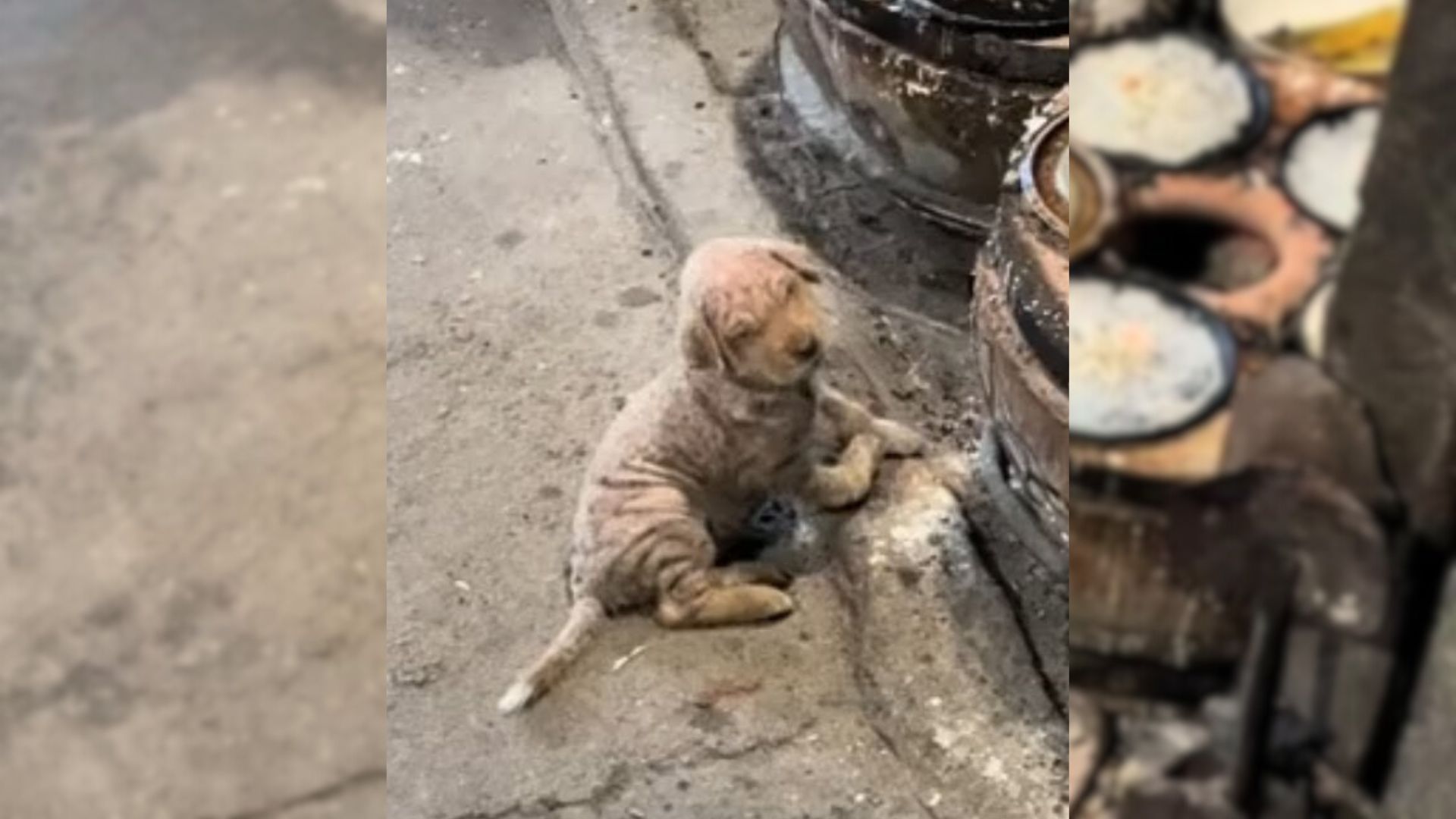 A Woman Rescues A Sick Dog Dumped In Freezing Weather Who Kept Crawling And Trying To Keep Warm 