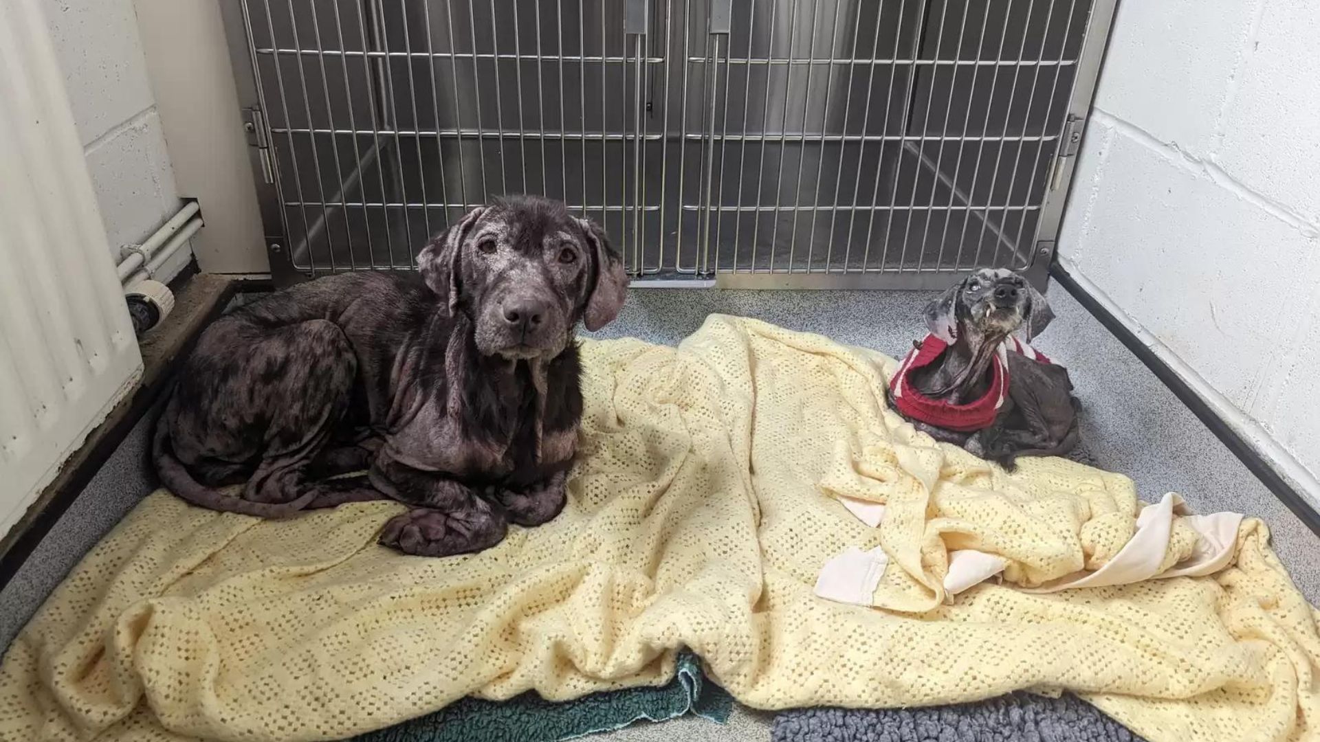 Two Sweet Dogs Rescued Together In A Horrible Condition Make A Miraculous Recovery