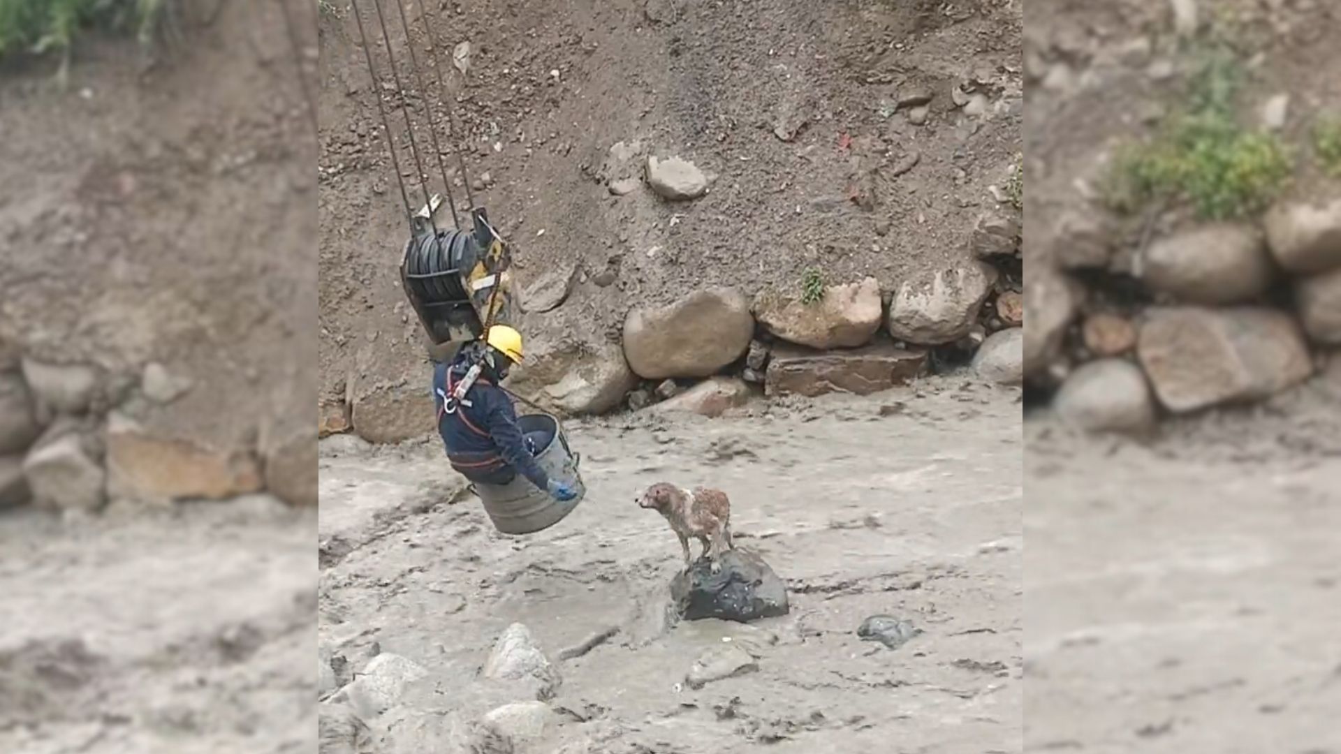 Construction Workers Spot A Dog Trapped In A Raging River And Rush To Help