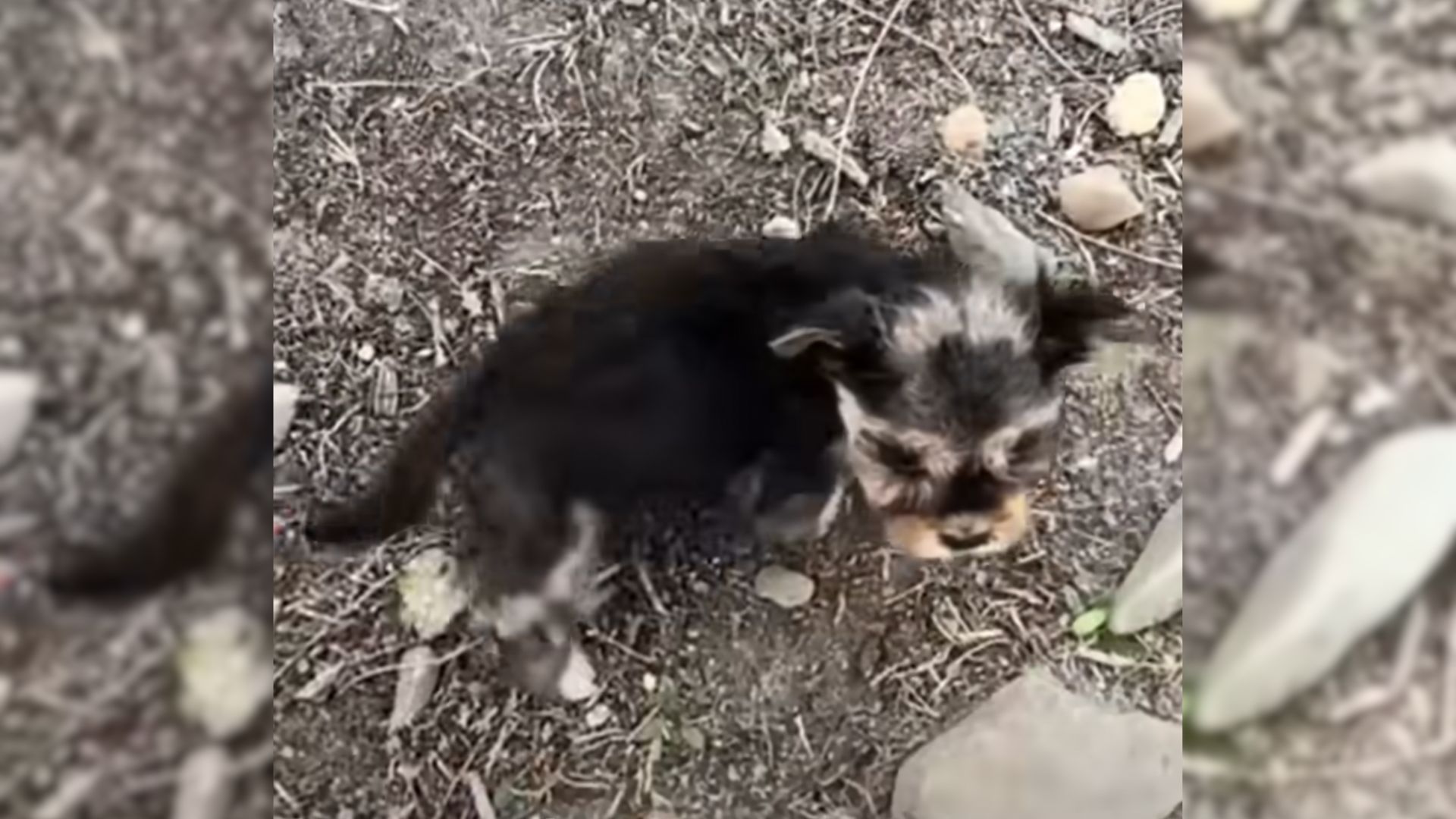 Rescuers Stumble Upon The Tiniest Pup In The Middle Of The Road And Decide To Help