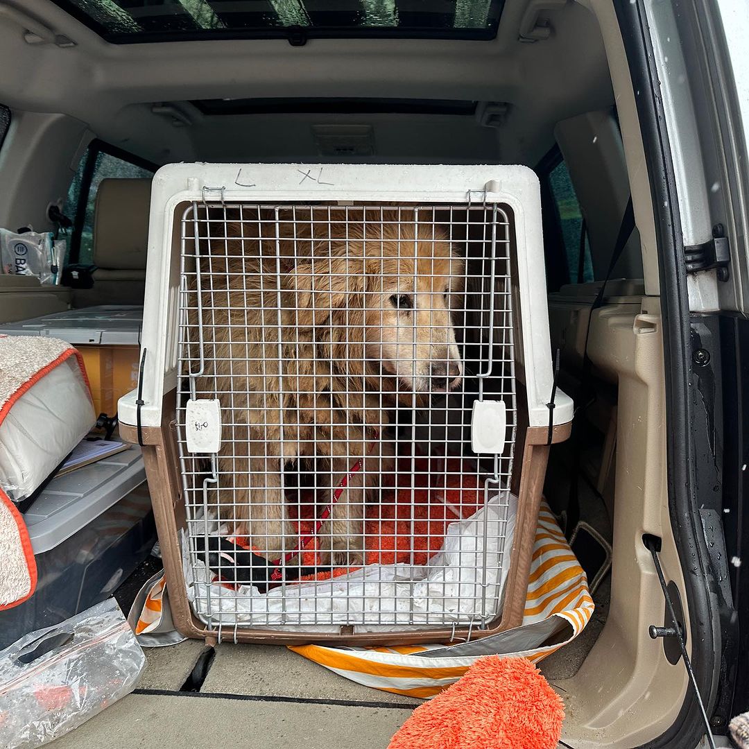 Sweet dog in a box